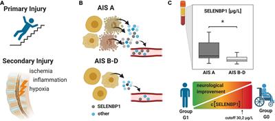 Selenium-Binding Protein 1 (SELENBP1) as Biomarker for Adverse Clinical Outcome After Traumatic Spinal Cord Injury